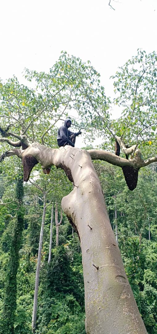 Into the Canopy: A Honey Sommelier's Journey to Harvest Tualang Honey