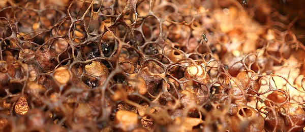 Kelulut Honey Is For Cancer Prevention (Chemopreventive)